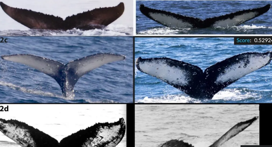 Name that whale! How AI aces animal spotting